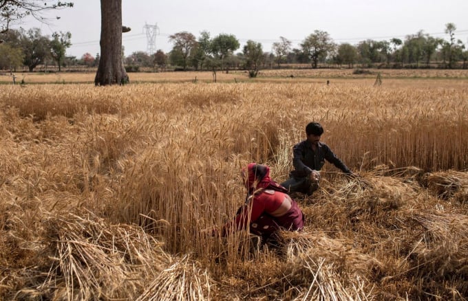 Thu hoạch lúa mì trong thời gian phong tỏa vì Covid-19 tại làng Jugyai, trung tâm bang Madhya Pradesh, Ấn Độ, ngày 8/4/2020. Ảnh: Reuters.