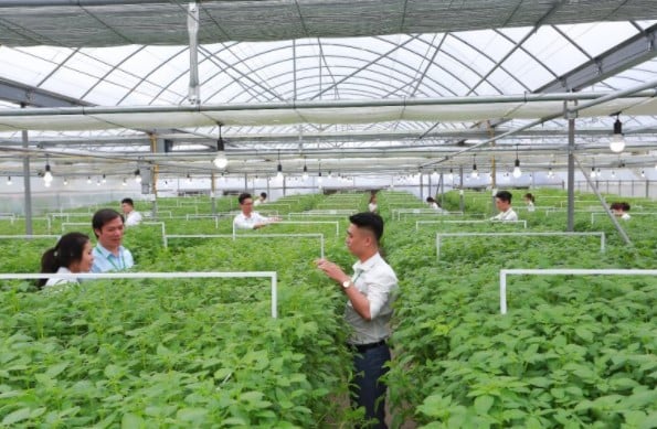 Sinh viên tham gia nghiên cứu tại mô hình sản xuất khoai tây giống sạch bệnh bằng công nghệ khí canh tại Học viện Nông nghiệp Việt Nam. Ảnh: HVNN.