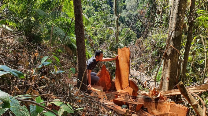 Vụ phá rừng sẽ được khởi tố hình sự theo quy định của pháp luật.
