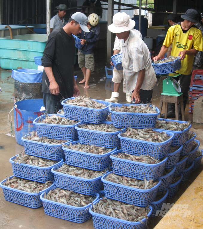 Closely inspect and improve shrimp seed production capacity. Photo: Huu Duc.