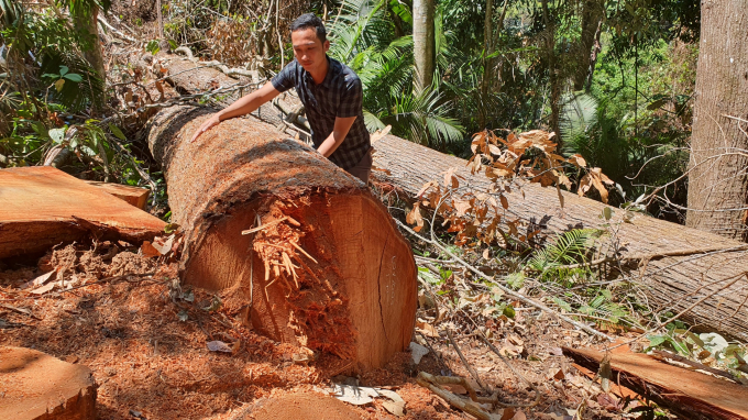 Những cây gỗ lớn bị các đối tượng cưa hạ không thương tiếc.