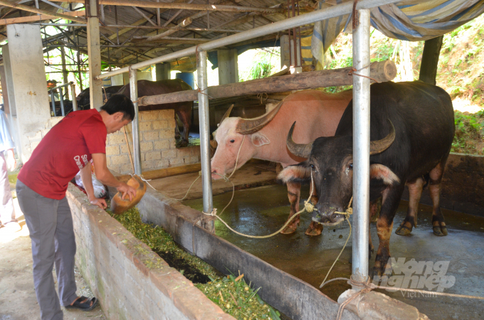 Thực hiện tốt liên kết trong chăn nuôi giúp thúc đẩy ngành chăn nuôi ở Tuyên Quang phát triển. Ảnh: Đồng Văn Thưởng.
