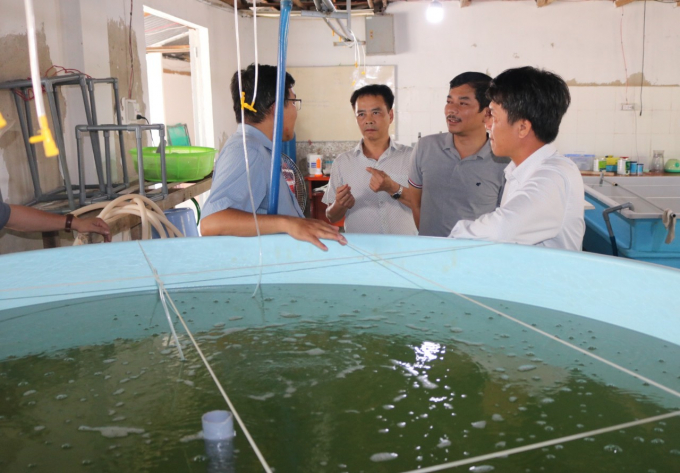 Viện nghiên cứu nuôi trồng thủy sản III đã làm chủ công nghệ sản xuất giống nhân tạo hải sâm vú. Ảnh: KS.