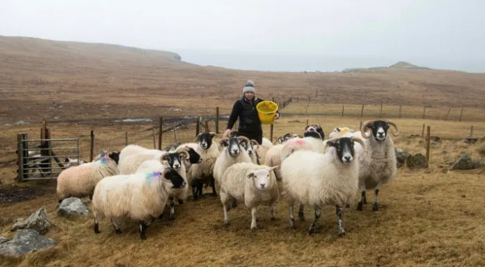 Jackie Craig, a crofter on the Scottish island of Lewis: the UK government’s carbon credit strategy attracts not just farmers but big corporations, driving land prices up. Photo: FT 