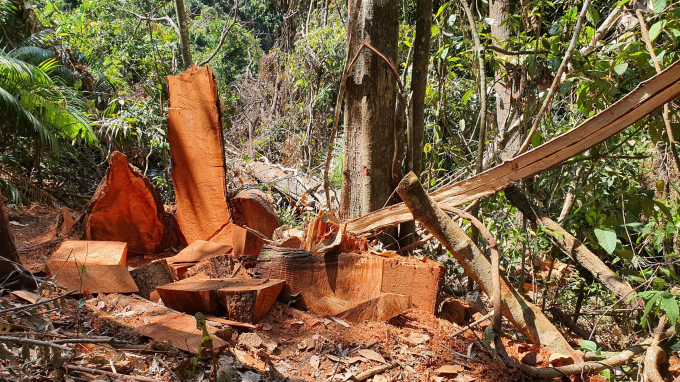 Tình trạng khai thác gỗ trái phép đang ngày càng phức tạp tại huyện Kon Plông.