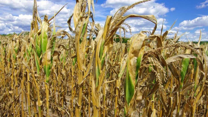 Corn yields are expected to reach their lowest level in 10 years due to the lack of rain and a spell of high temperatures during late December and early January. Photo: SF