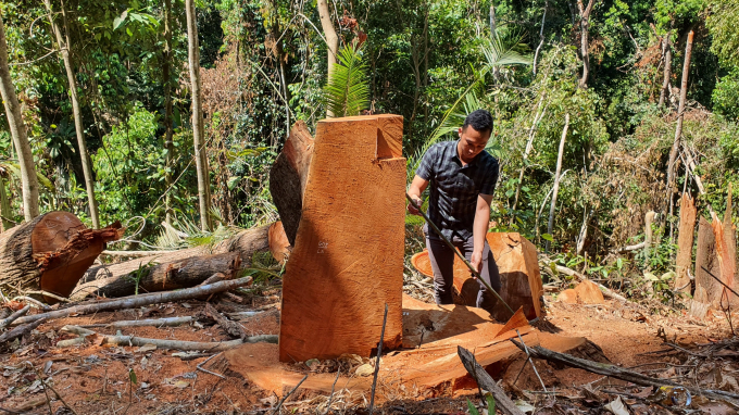 Những cây gỗ có đường kính hơn 1m bị các đối tượng khai thác trái phép.