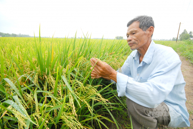 Nhờ VnSAT hỗ trợ đã giúp HTX sản xuất và Dịch vụ Nông nghiệp Tân Lập liên kết với nhiều doanh nghiệp đến bao tiêu lúa gạo. Ảnh: Lê Hoàng Vũ.