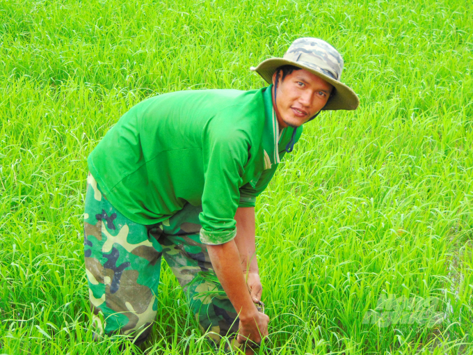 Nông dân trong Dự án rất tự tin áp dụng các tiến bộ khoa học kỹ thuật mới, giúp lúa luôn tăng cao năng suất. Ảnh: Lê Hoàng Vũ.