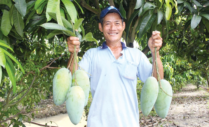 Xoài là một trong những trái cây chủ lực của An Giang, bên cạnh mít và chuối. Ảnh: NNVN.