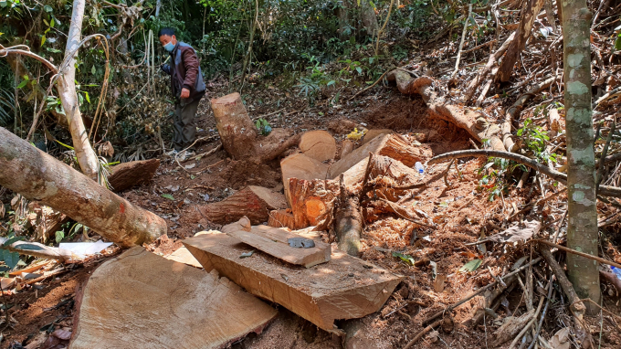 Huyện Kon Plông luôn là điểm nóng về khai thác gỗ trái phép.