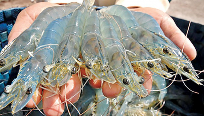 China's shrimp imports are expected to increase sharply this year. Photo: TL.