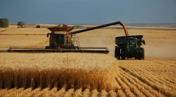 Hạn hán sẽ làm sụt giảm sản lượng thu hoạch lúa mì vụ đông của Hoa Kỳ. Ảnh minh họa: Getty.