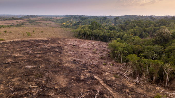 Cây cối bị chặt và đốt để mở đất nông nghiệp và chăn nuôi trong rừng quốc gia Jamanxim, Para, Brazil. Ảnh: iStock.