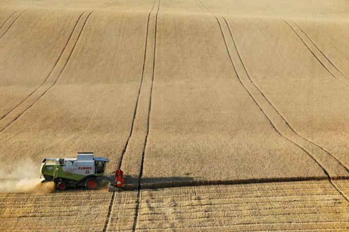 Một chiếc máy gặt đập liên hợp đang thu hoạch lúa mì trên cánh đồng ở gần làng Suvorovskaya, thuộc vùng Stavropol, Nga ngày 17 tháng 7 năm 2021. Ảnh: RT