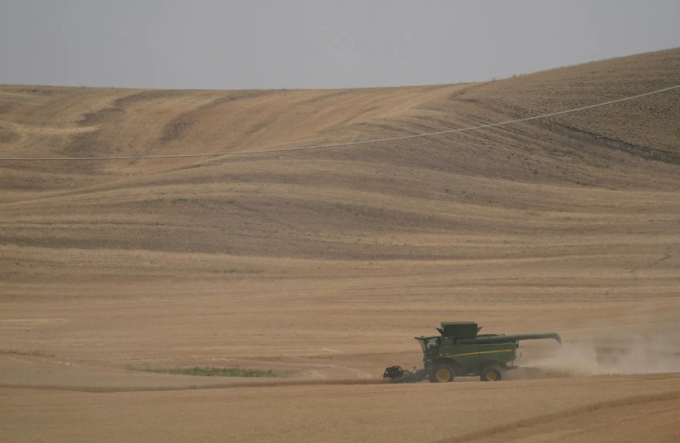 A combine harvests wheat near Pullman. Photo: Ted S. Warren / The Associated Press