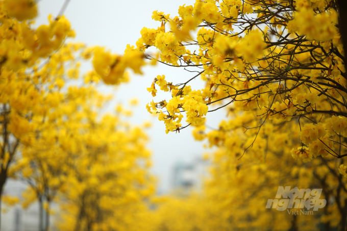 Theo chị Trang cư dân sống tại khu đô thị thì đây là năm thứ 2 hàng cây ra hoa. Năm ngoái hoa có nhưng không nở rộ và đẹp như năm nay, mấy ngày nay qua mạng xã hội nên nhiều người dân tìm đến chụp ảnh.