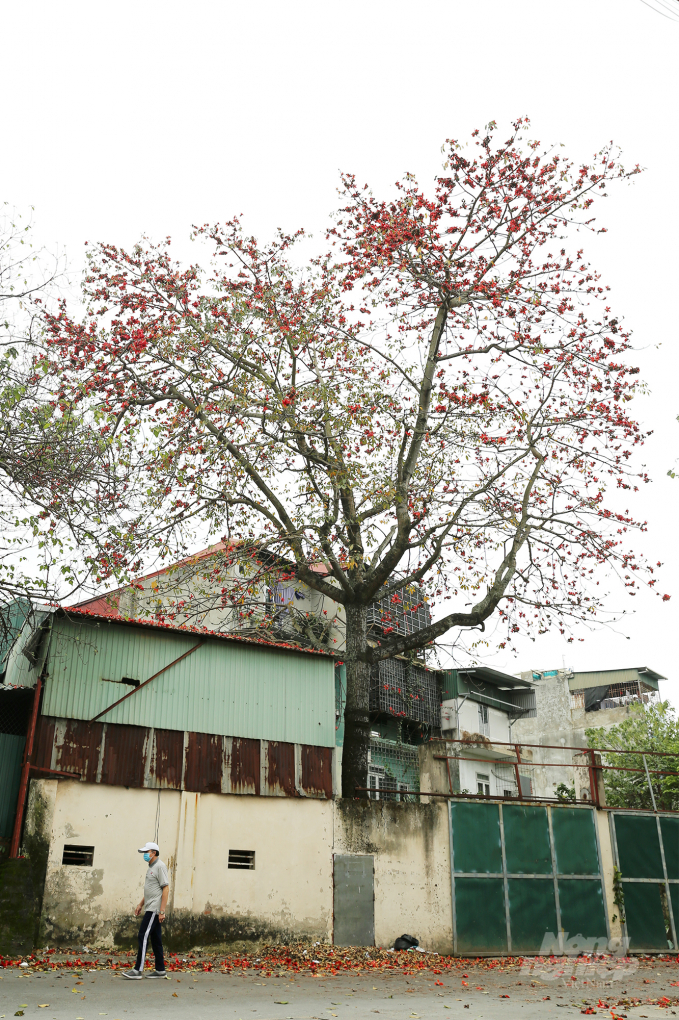 Hoa gạo là loài hoa cánh đơn với 5 cánh lớn, cánh hoa dày chứ không mỏng và mang màu sắc đỏ tươi đầy sức sống.