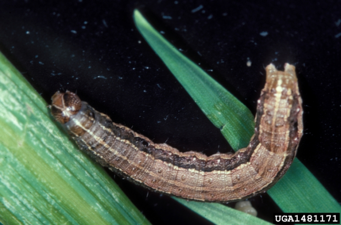 Fall armyworms. Photo: Getty Image