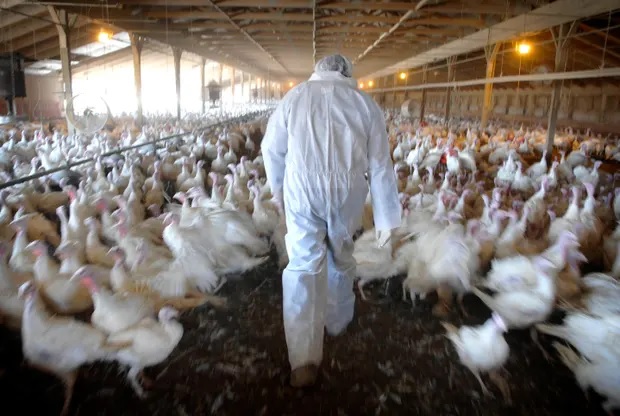 Greg Langmo, nông dân nuôi gà tây ở Minnesota, đã mất 90.000 con gà tây vào năm 2015. Ảnh: Alamy.