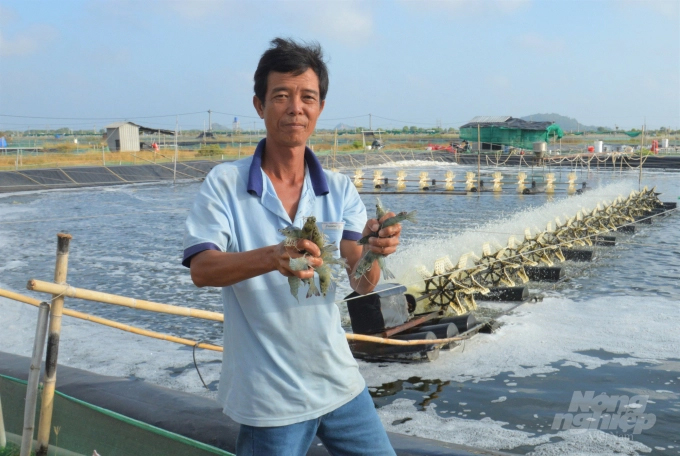 In order for the brackish water shrimp industry to develop in a sustainable way, first of all, it is necessary to focus on investing in the infrastructure of the farming area, with a separate water supply and drainage system. Photo: Trung Chanh.