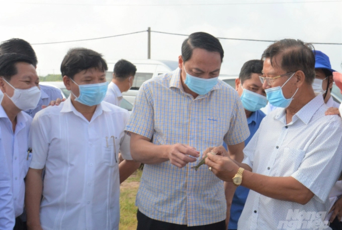 Chairman of Kien Giang Provincial People's Committee Lam Minh Thanh (second from right) inspects the production and development of brackish water shrimp farming in 2022 in the Long Xuyen Quadrangle. Photo: Trung Chanh.