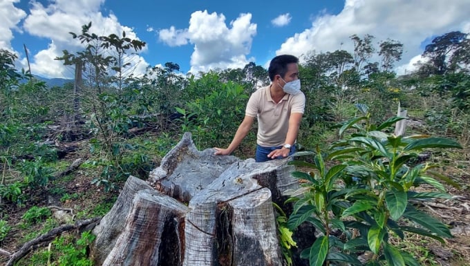 HTX Tuyết Sơn được thuê đất rừng để thực hiện dự án.
