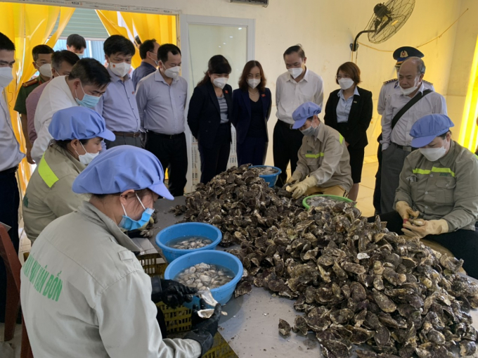 Pacific oyster processing at BIM Food Joint Stock Company in Van Don district (Quang Ninh). Photo: TL.
