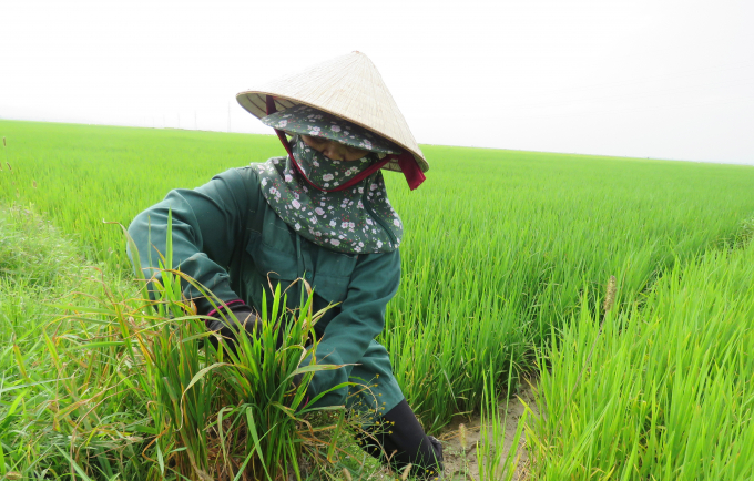 Diện tích lúa bị bệnh đạo ôn lá nên được cắt bỏ phần lá nhiễm bệnh sau đó phun thuốc đặc trị để phòng trừ. Ảnh: N.Tâm