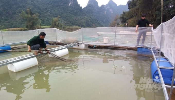 Mô hình nuôi cá bỗng trong lồng bè trên sông và hồ chứa gắn với liên kết, tiêu thụ sản phẩm tại xã Mỹ Hưng (Quảng Hòa). Ảnh: Công Hải.