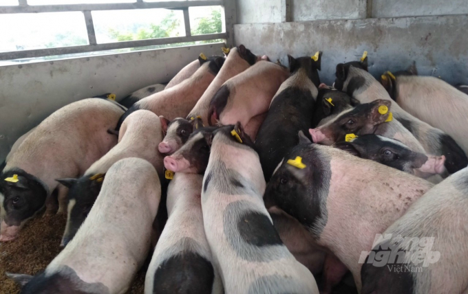 Mô hình chăn nuôi lợn Hương, lợn Táp Ná đem lại hiệu quả kinh tế cho người dân. Ảnh: Công Hải.