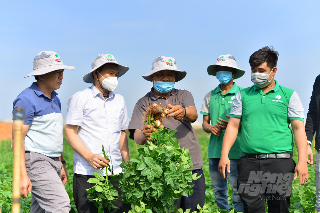 Applying organic fertilizers to production, potato growers could save 10-15% of costs compared to inorganic fertilizers and crop yields have improved significantly. Photo: Minh Hau.