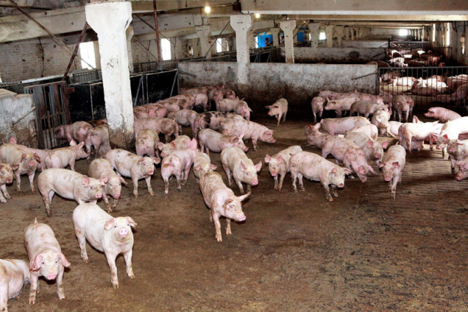 This Ukrainian pig farm was constructed inside what used to be a dairy facility. Swine production in Ukraine may well suffer from the current war. Photo: Henk Riswick