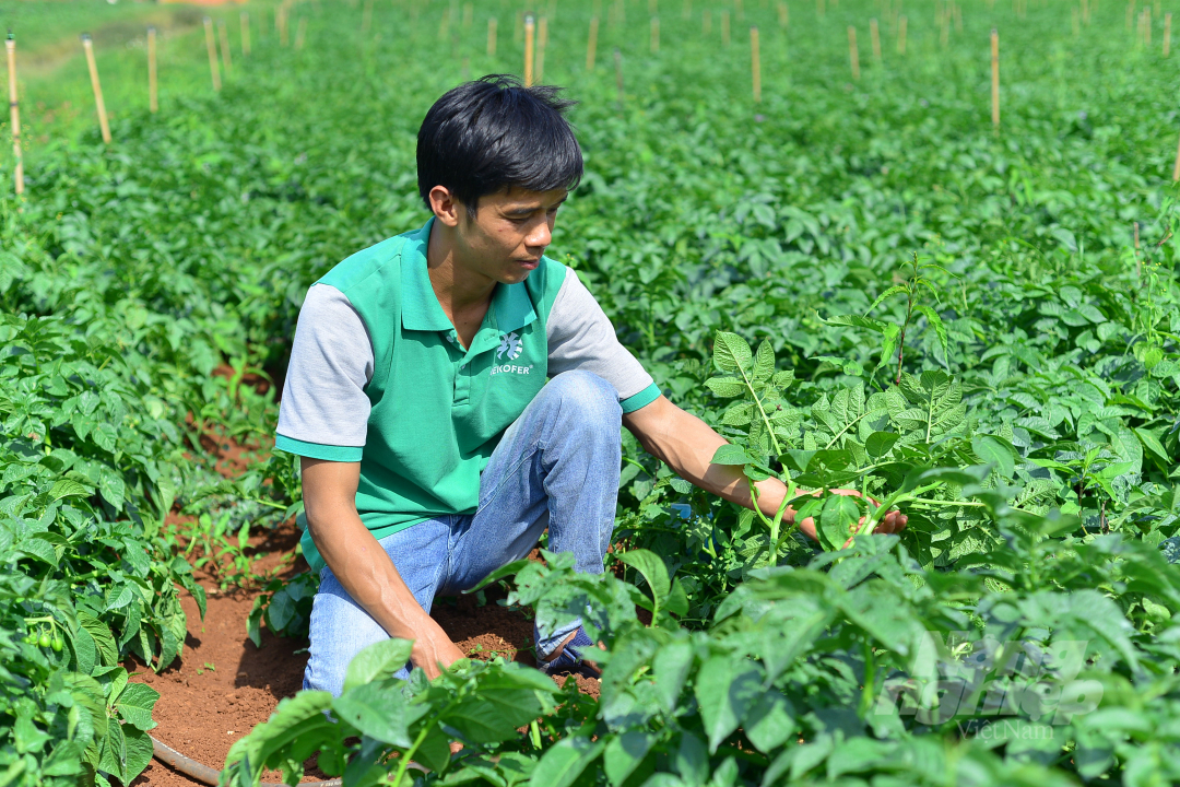 Potatoes fertilized organically have outstanding growth. Photo: Minh Hau.