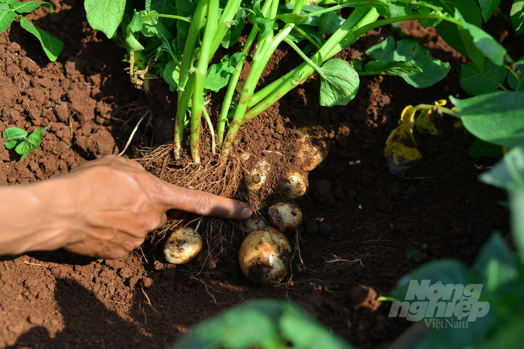 The potato model using organic fertilizer has generated higher yield than usual. Photo: Minh Hau.