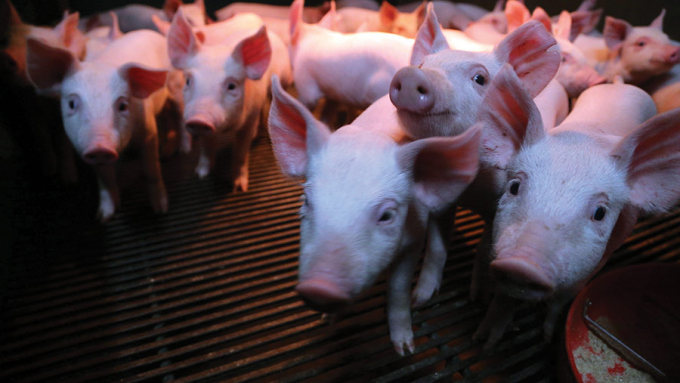 Nhiều nhà cung cấp lợn giống châu Âu bị mất nguồn thu lớn do bị cấm xuất khẩu sang thị trường Nga. Ảnh: PP