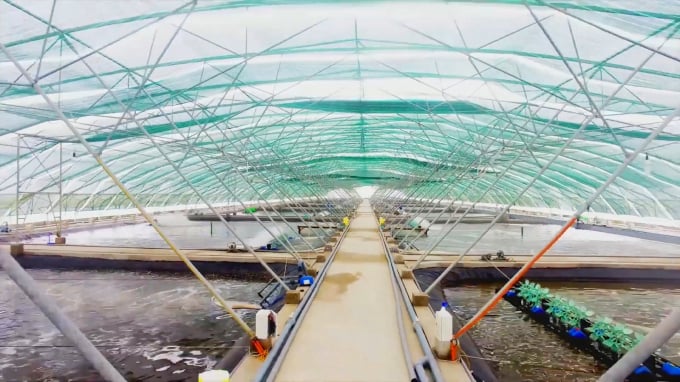 Modern shrimp farming is becoming a new developing direction in the Mekong Delta. Photo: Van Vu.