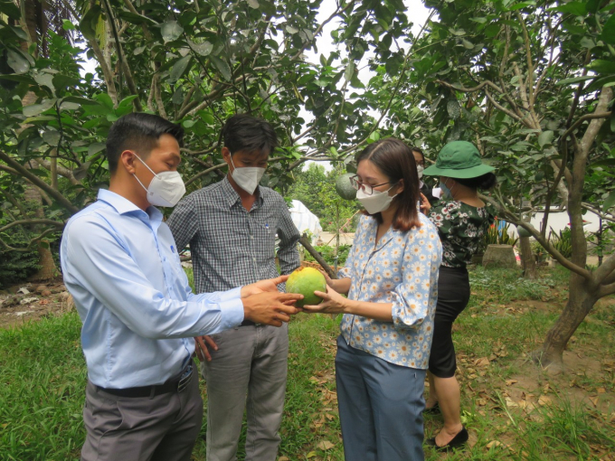 Ben Tre province has 5 area codes for producing green-skinned pomelos for export to the EU market, with an area of ​​69.2 hectares. Photo: LD.