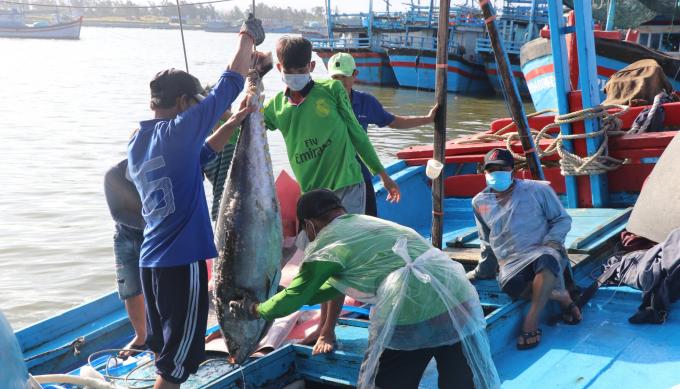 Phu Yen is the birthplace of tuna fishing in Vietnam. Photo: KS.