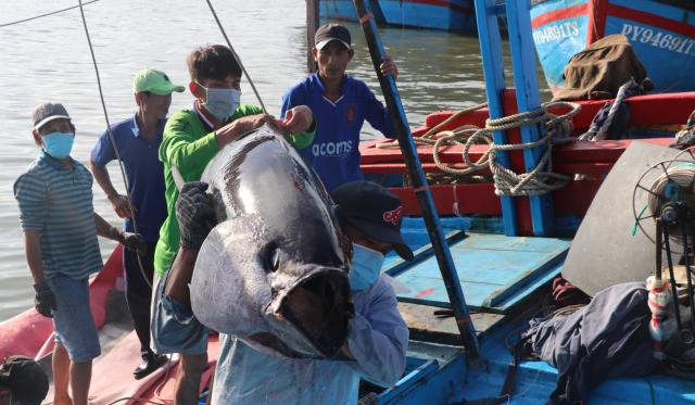 Nghề câu cá ngừ đại dương ở Phú Yên ngày càng tụt lùi do với các địa phương khác. Ảnh: Kim Sơ.