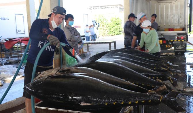 Thu mua cá ngừ đại dương tại cảng Đông Tác, TP Tuy Hòa. Ảnh: Kim Sơ.