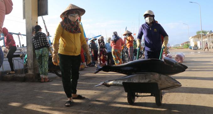 Tuna fishing creates many jobs for fishermen, including women. Photo: MH.