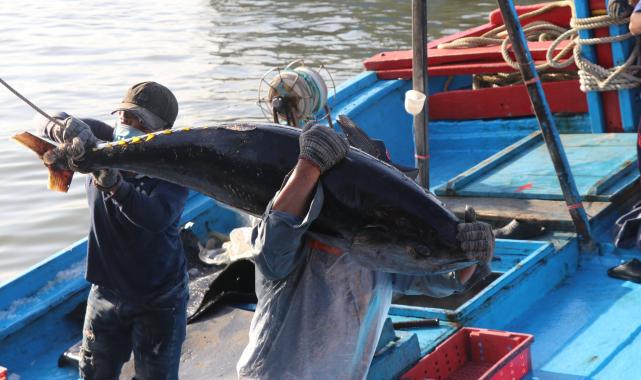 Phu Yen Province expects to have a tuna auction market soon. Photo: KS.