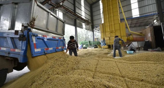 Lực lương nhân công thu hoạch đậu tương đem về kho dự trữ, bảo quản dùng làm thức ăn chăn nuôi tại tỉnh Sơn Đông, ngày 8 tháng 10 năm 2018. Ảnh: REUTERS