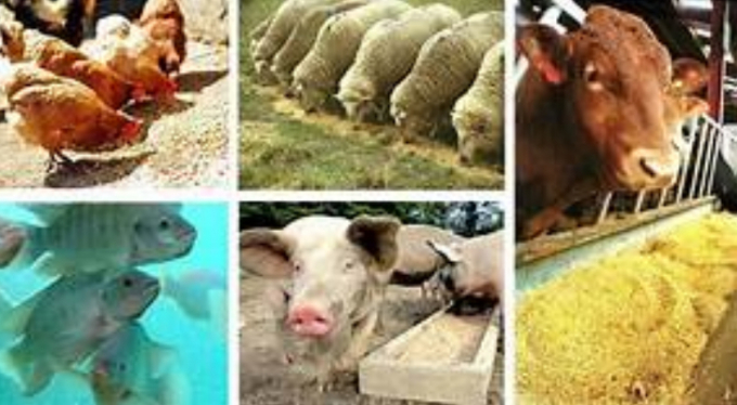 Hàng loạt công ty sản xuất thức ăn chăn nuôi ở Trung Quốc đã điều chính giá bán các loại thức ăn chăn nuôi do giá nguyên liệu tăng. Ảnh: Getty