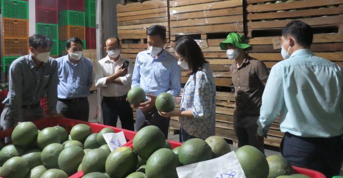 Surveying the packaging process at Huong Mien Tay Company. Photo: LD.