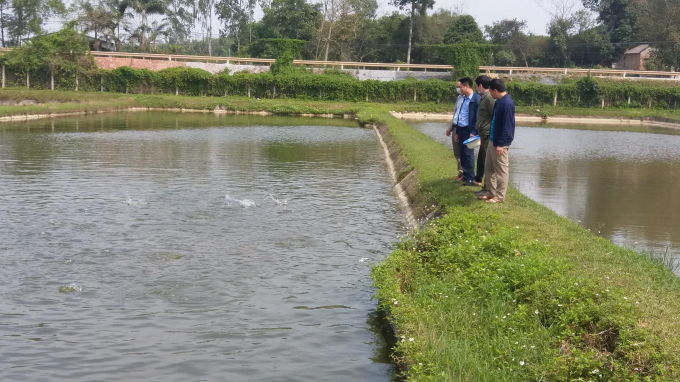 Ponds for raising commercial fish are built with embankments for preserving and regularly circulating water to keep the fish breeding environment clean. Photo: Dong Van Thuong.