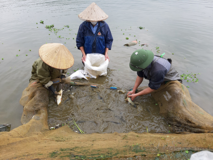 Selecting and classifying medium-sized fish for epidemic quarantine and applying relevant breeding measures. Photo: Dong Van Thuong.