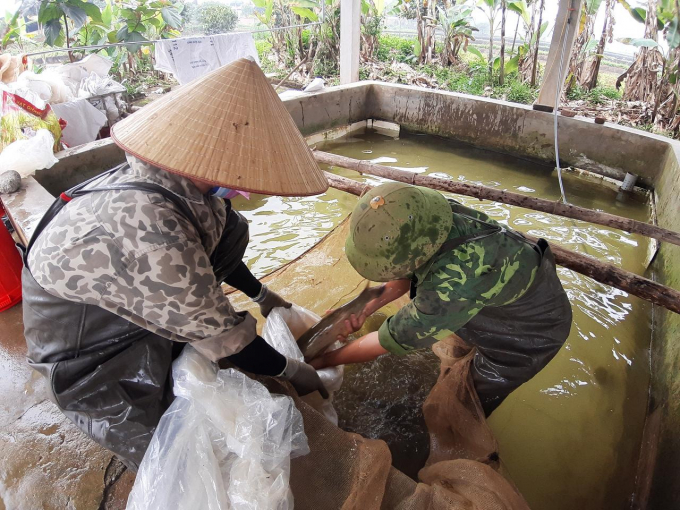 Mô hình nuôi cá bể tiết kiệm diện tích chăn thả, cá lớn nhanh và đảm bảo vệ sinh môi trường nước. Ảnh Đồng Văn Thưởng.