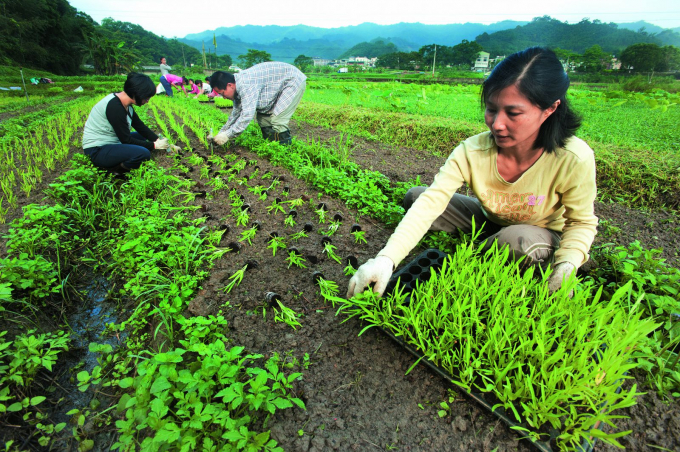 Many more Vietnamese agricultural products have the opportunity to enter the Japanese market in the near future as its potential today is huge. Photo: TL.